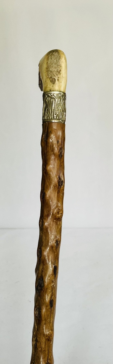 Walking Stick -photo-2